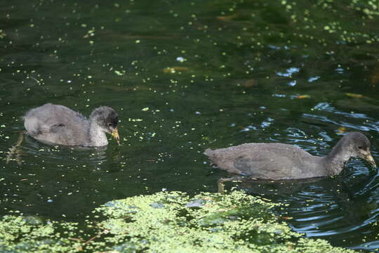 Image of Dusky Moorhen