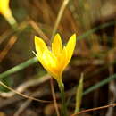 Image de Sternbergia lutea (L.) Ker Gawl. ex Spreng.