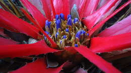 Image of Bromelia unaensis Leme & Scharf