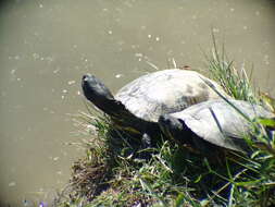 Image of Trachemys Agassiz 1857