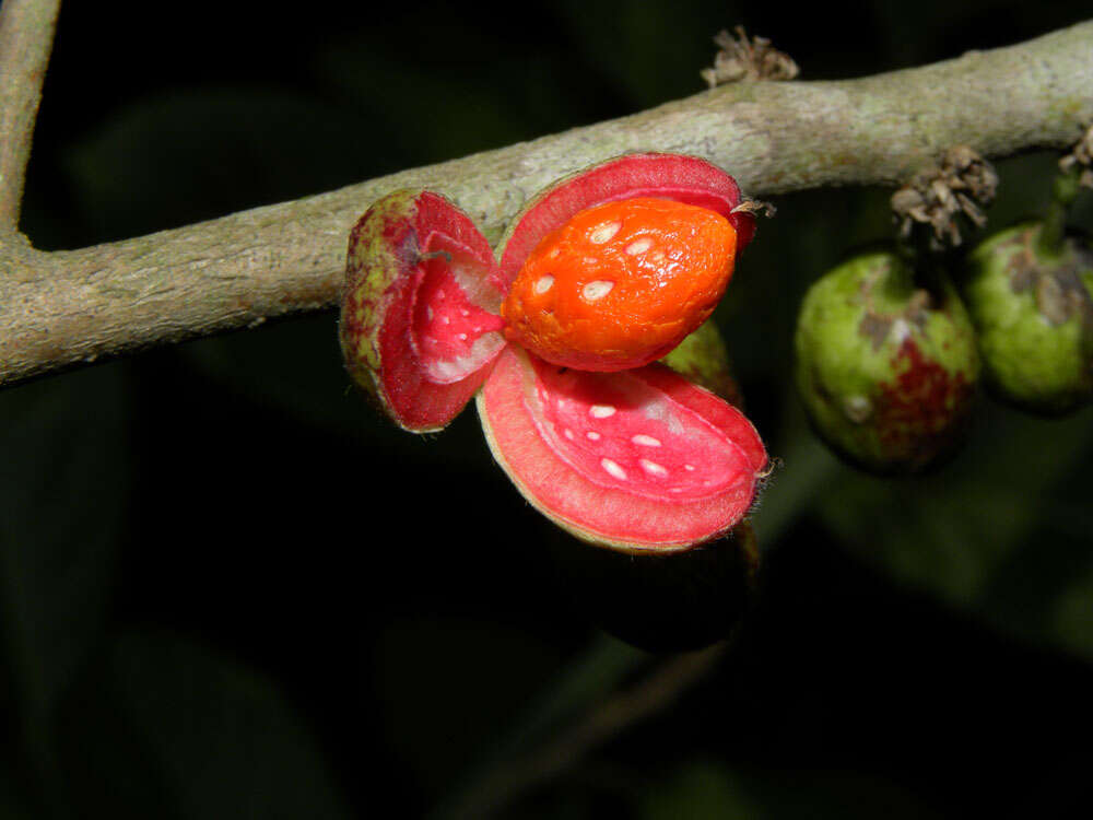 Image of Casearia hirsuta Sw.