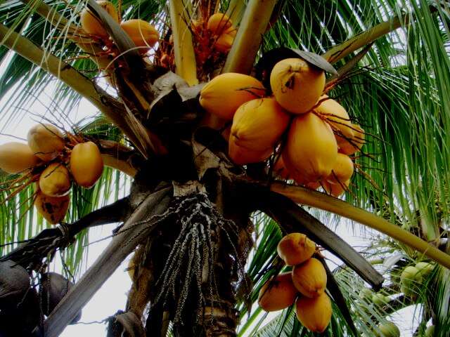 Image of coconut palm