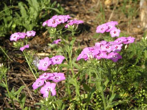 Image of annual phlox