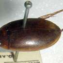 Image of Water beetle