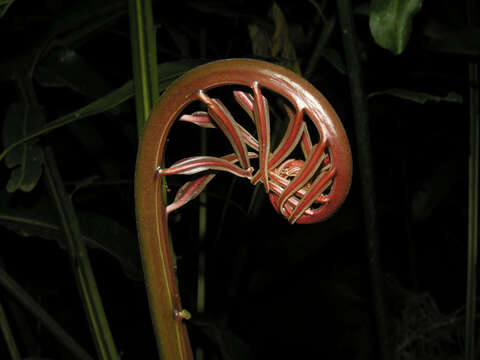 Image of leatherfern