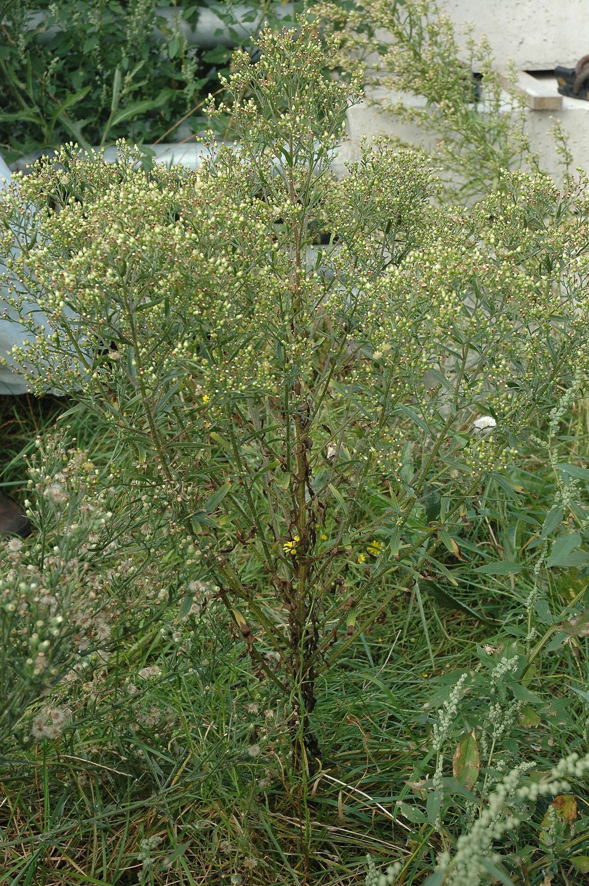 Image of Erigeron floribundus (Kunth) Sch. Bip.