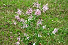 Image of Syringa pubescens Turcz.