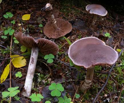 Image of Cortinarius agathosmus Brandrud, H. Lindstr. & Melot 1989