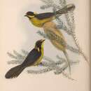 Image of Helmeted Honeyeater