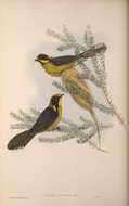 Image of Helmeted Honeyeater