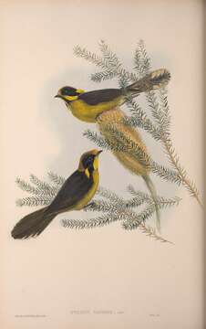 Image of Yellow-tufted Honeyeater