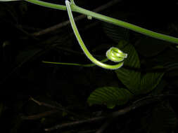 Image of Jungle Cucumber