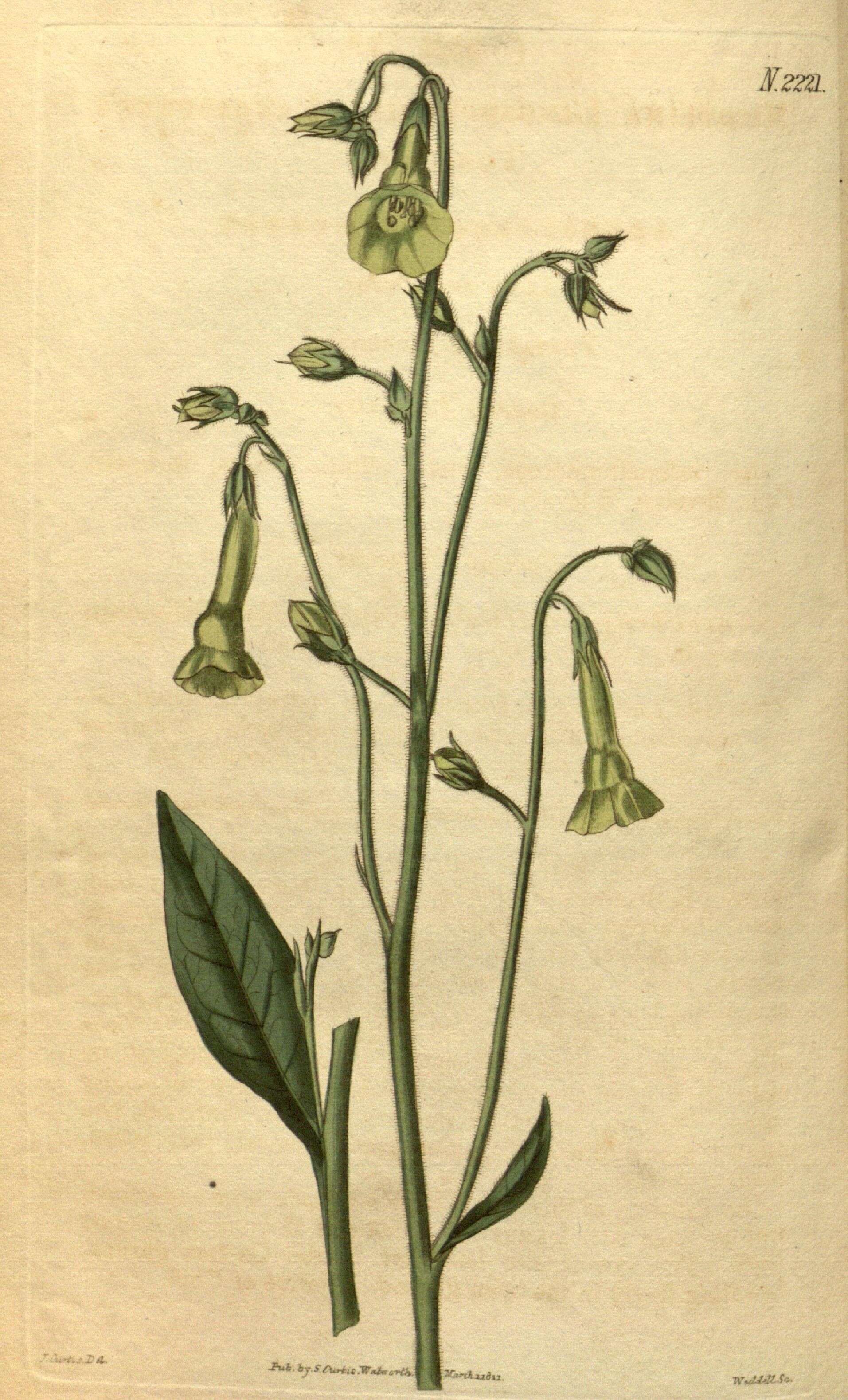 Image of Flowering Tobacco