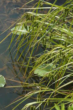 Image of Cyperus Sedge