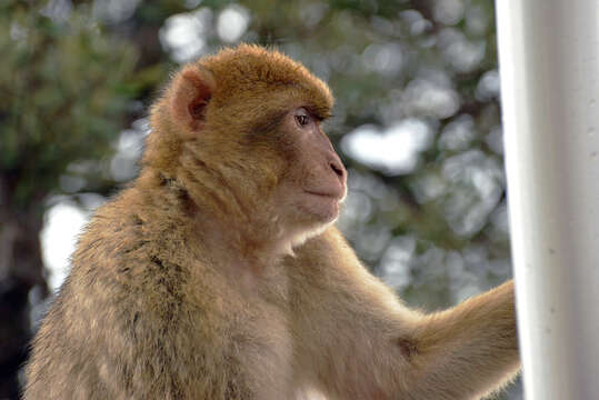 Image of Barbary Ape