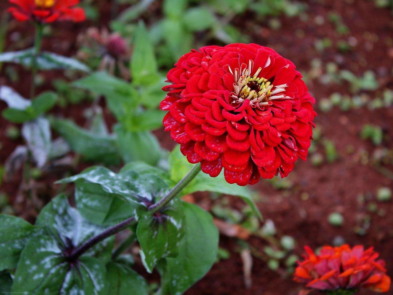 Image of Zinnia peruviana