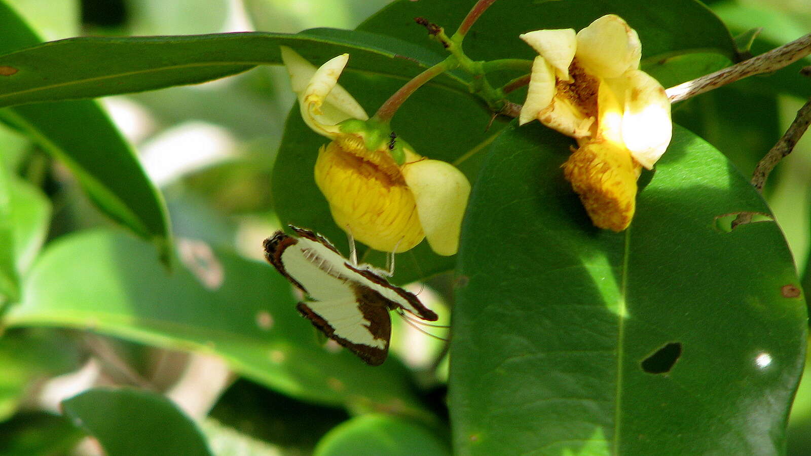 Image of Synargis calyce (Felder & Felder 1861)