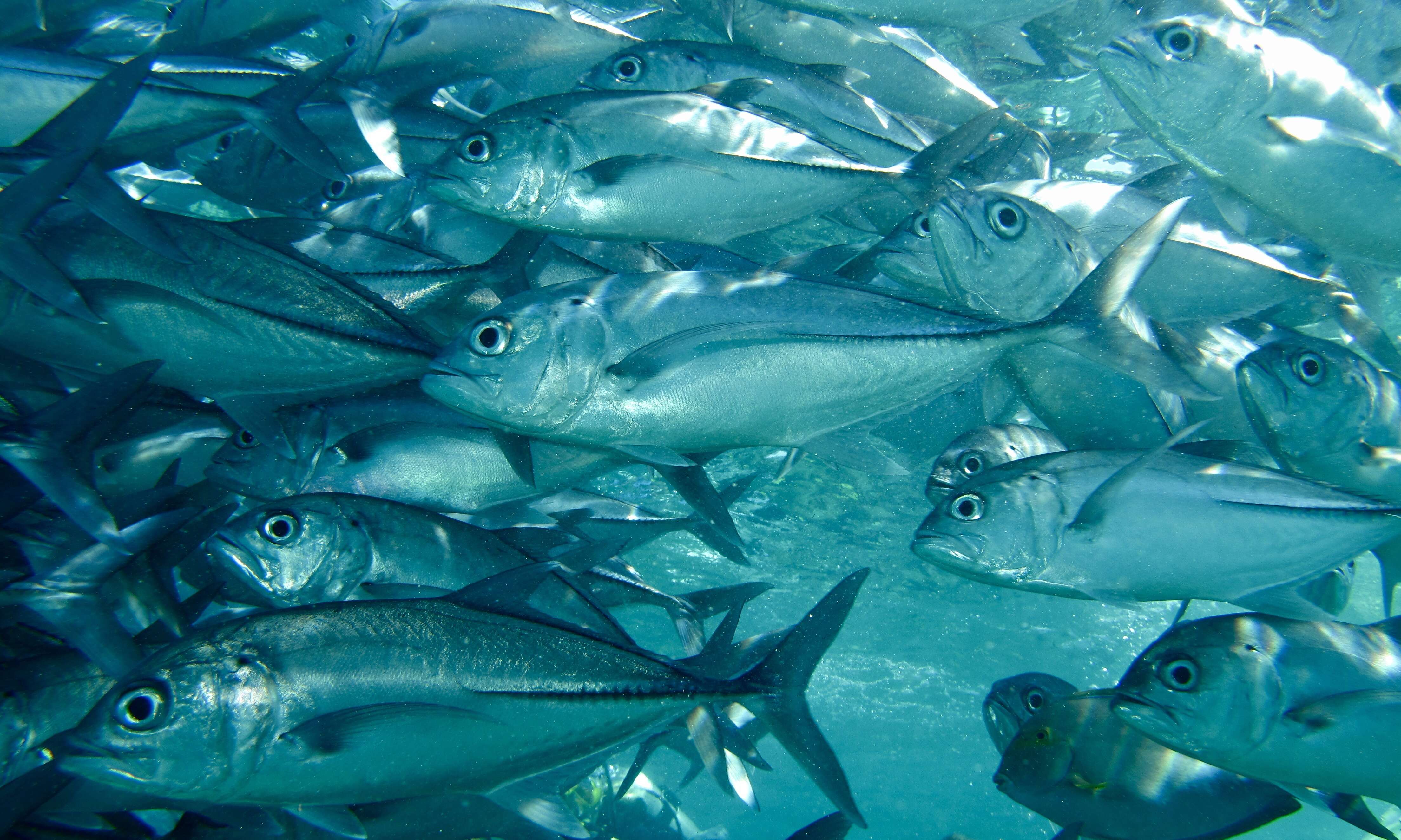 Image of Big-eye trevally