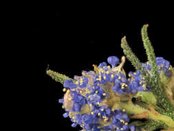 Image of wartleaf ceanothus