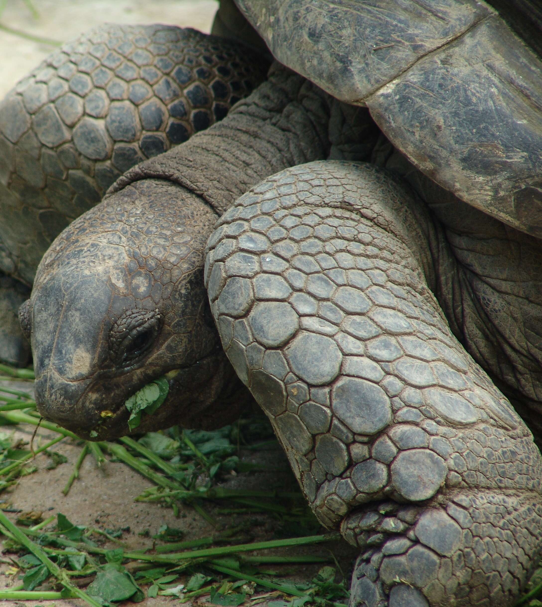 Image of Typical Tortoises