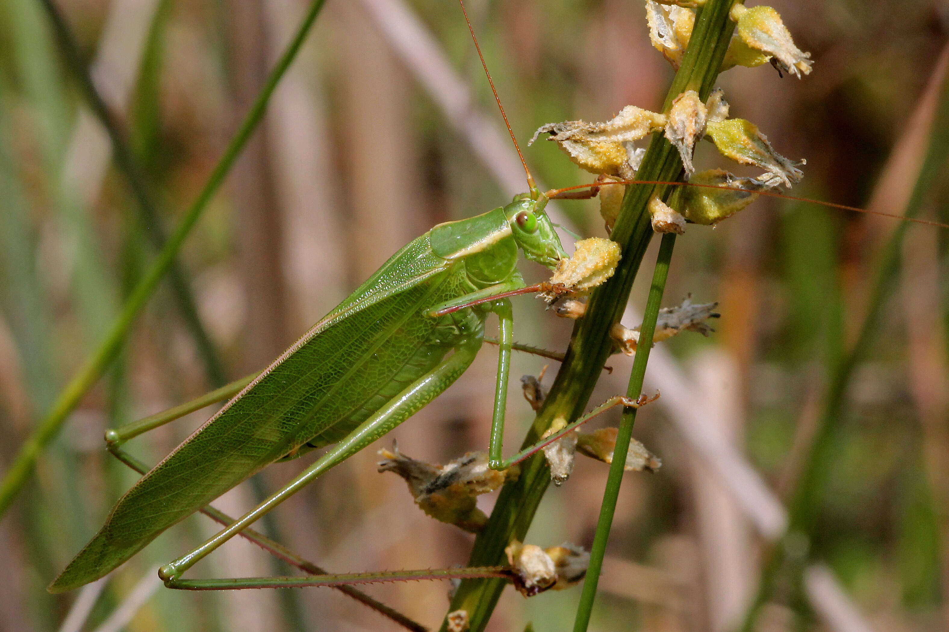 Image of Southeastern Bush Katydid