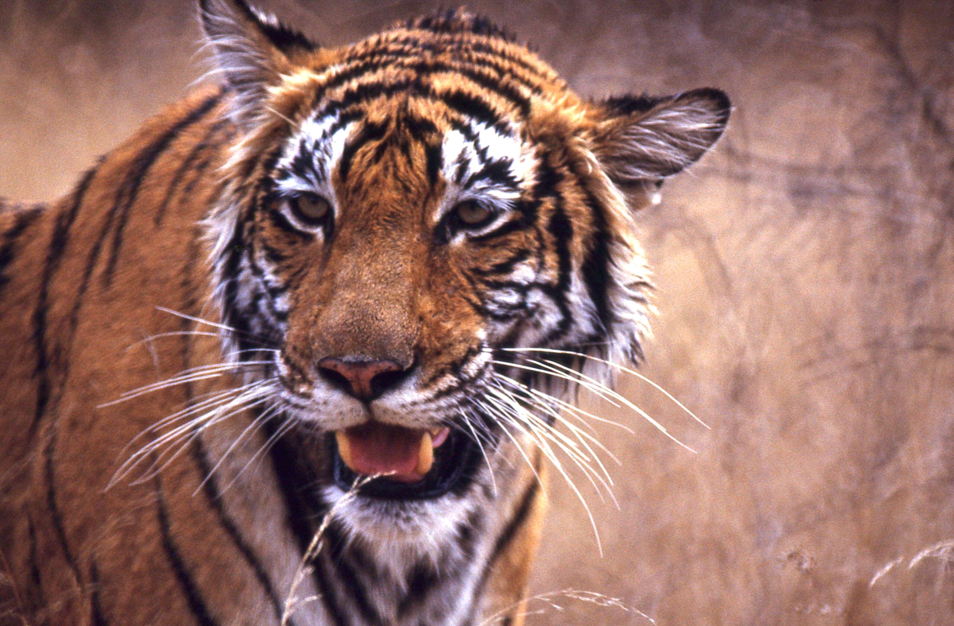 Image of Tiger