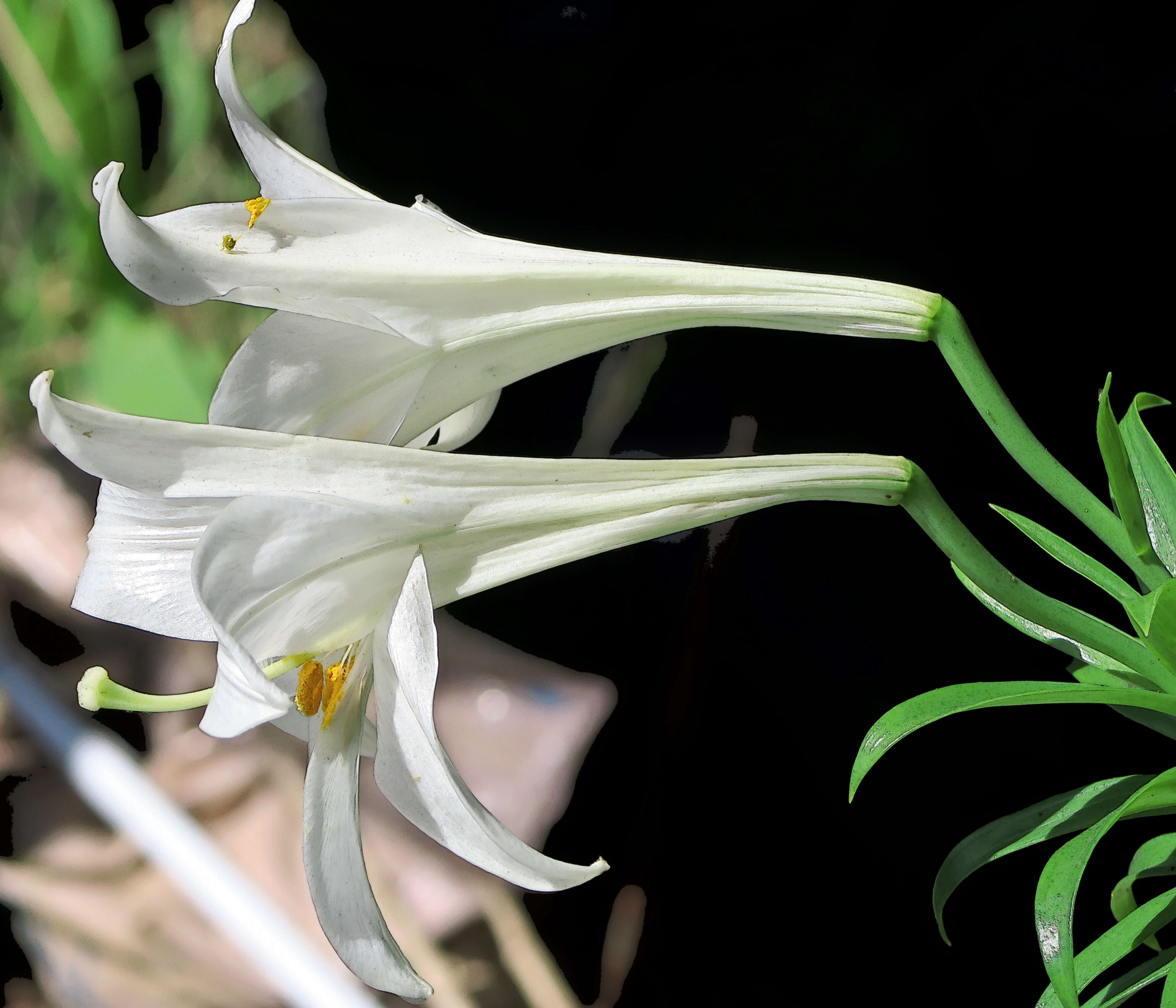 Image of Easter lily