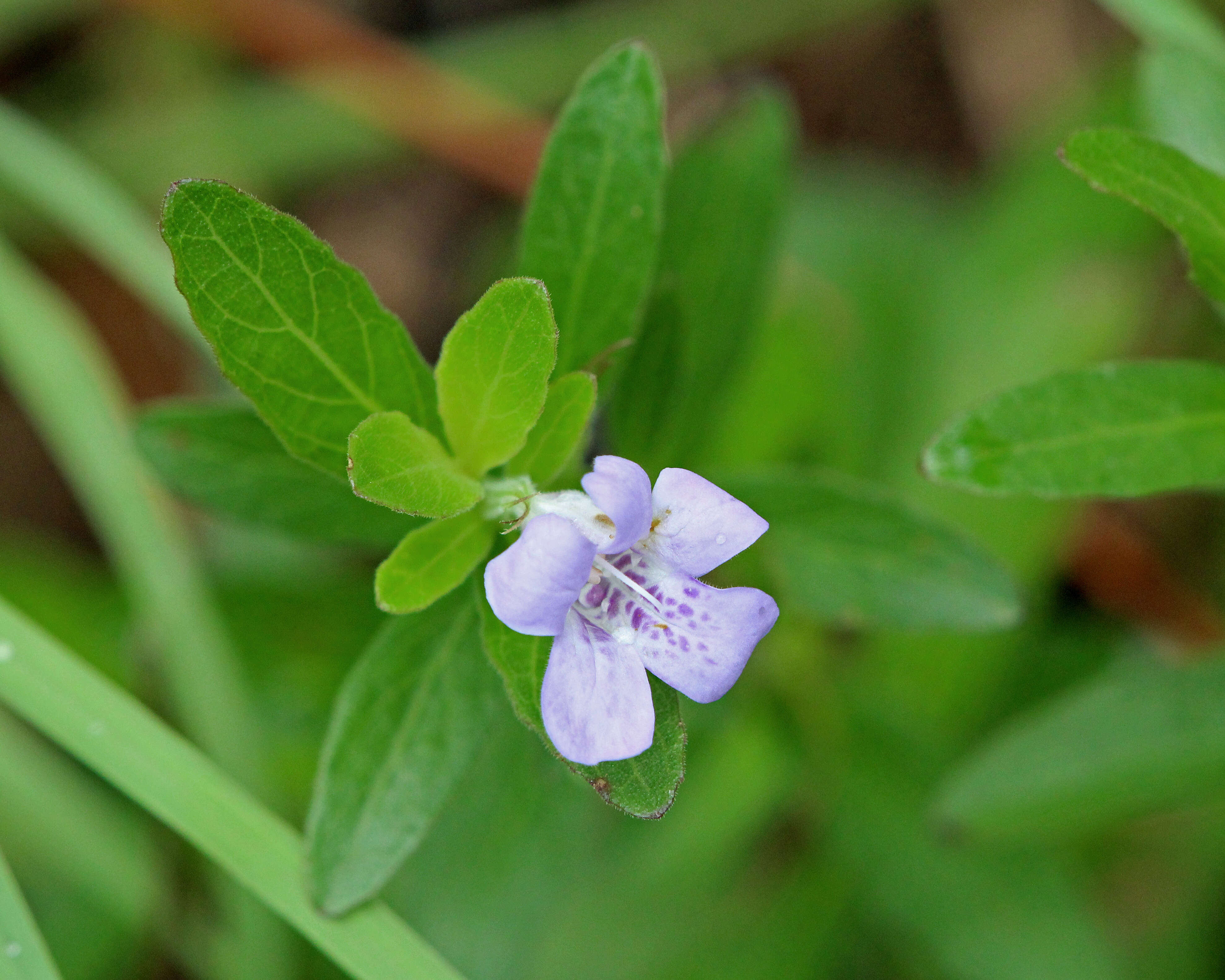 Dyschoriste oblongifolia (Michx.) Kuntze的圖片