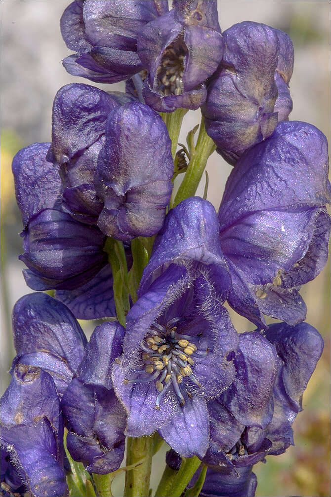 Image of Aconitum angustifolium Bernh. ex Rchb.