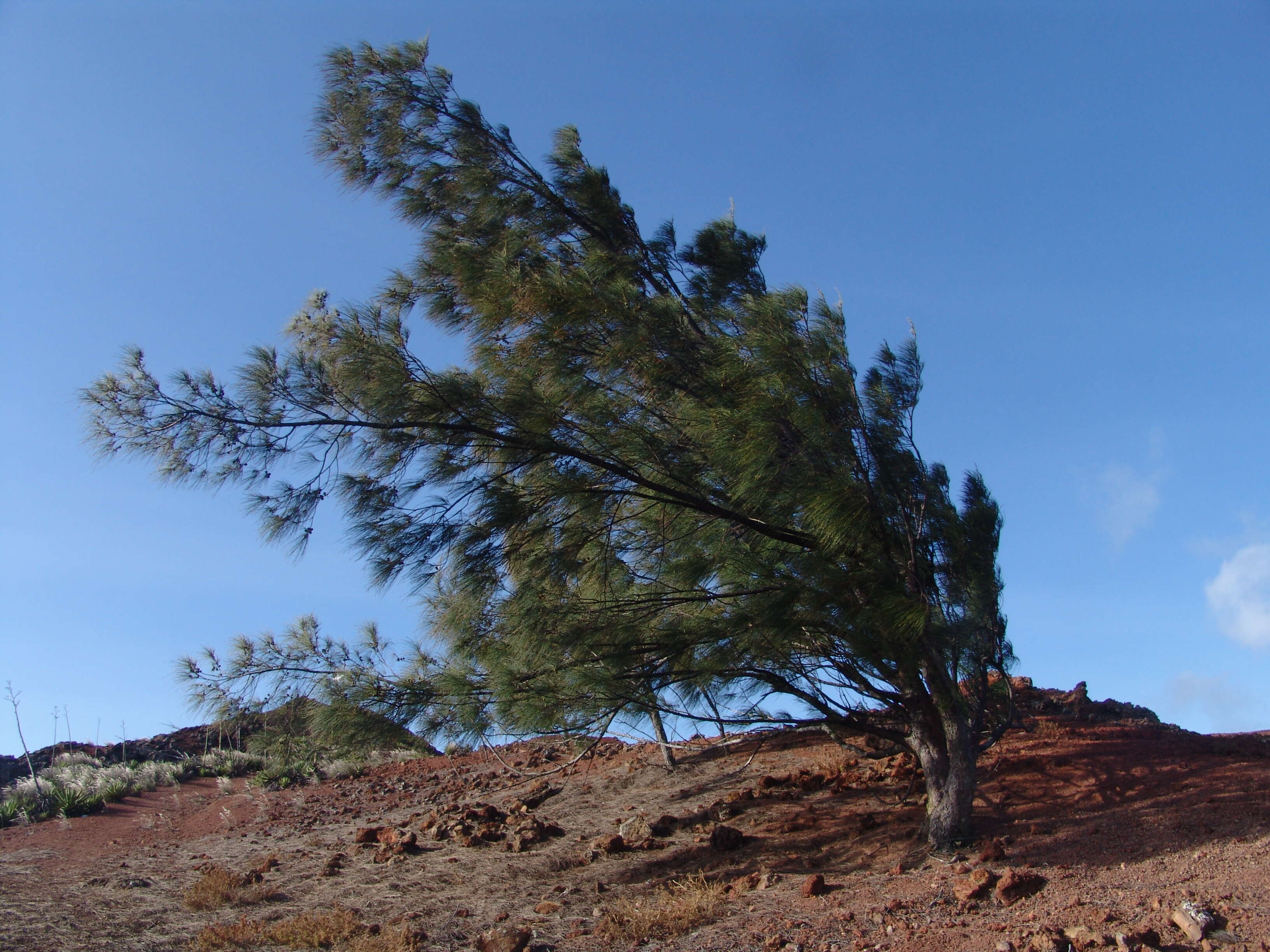 Image of beach sheoak