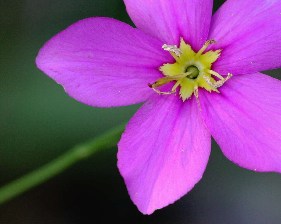 Image of largeflower rose gentian