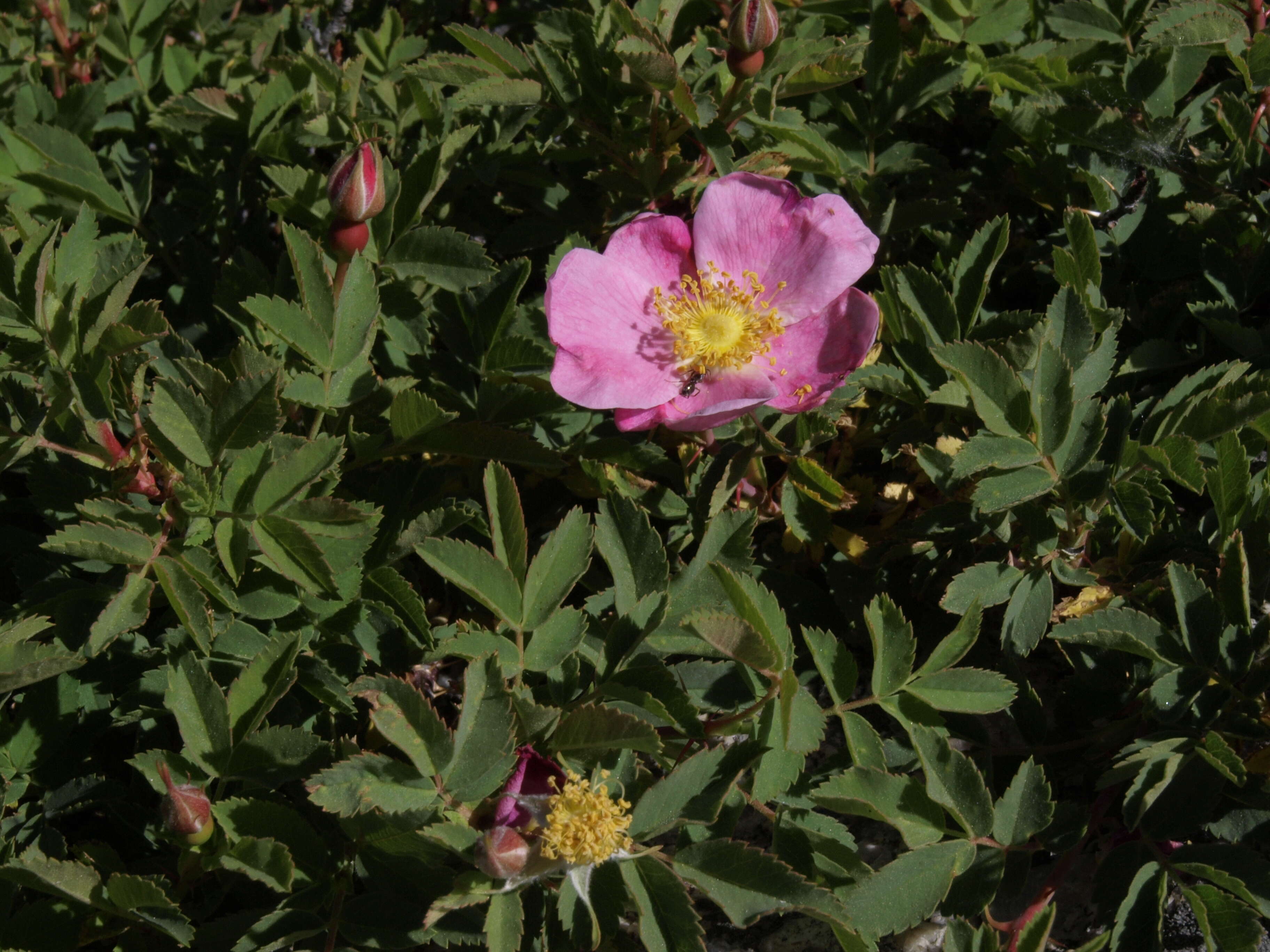 Sivun Rosa woodsii var. ultramontana (S. Wats.) Jeps. kuva