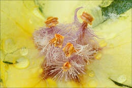 Image of broad-leaf mullein