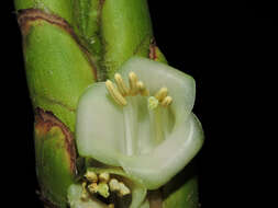 صورة Werauhia gladioliflora (H. Wendl.) J. R. Grant