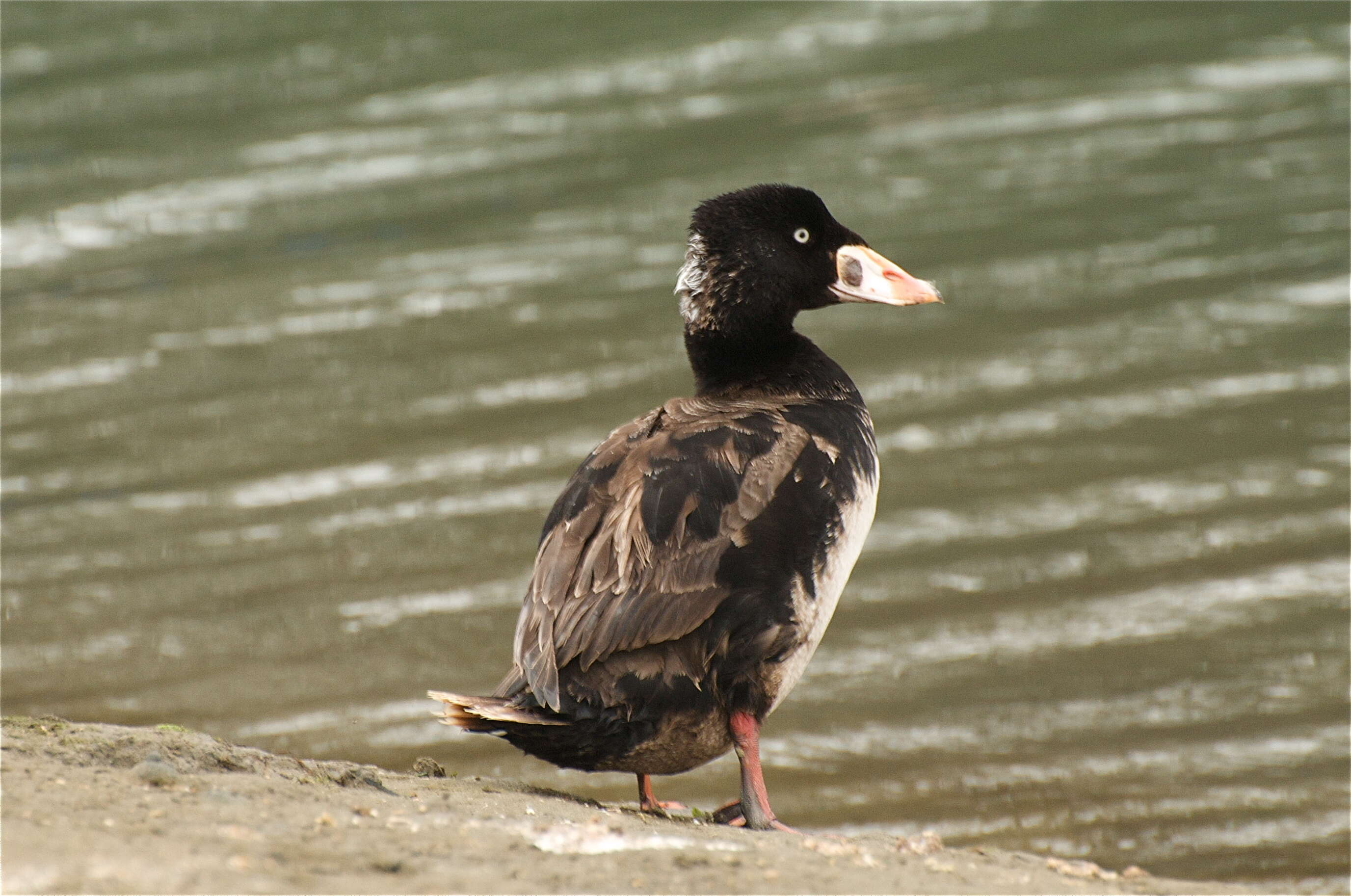 Image of scoter