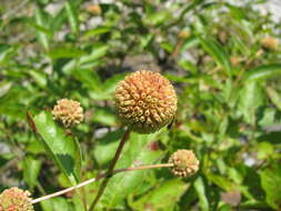 Image of common buttonbush