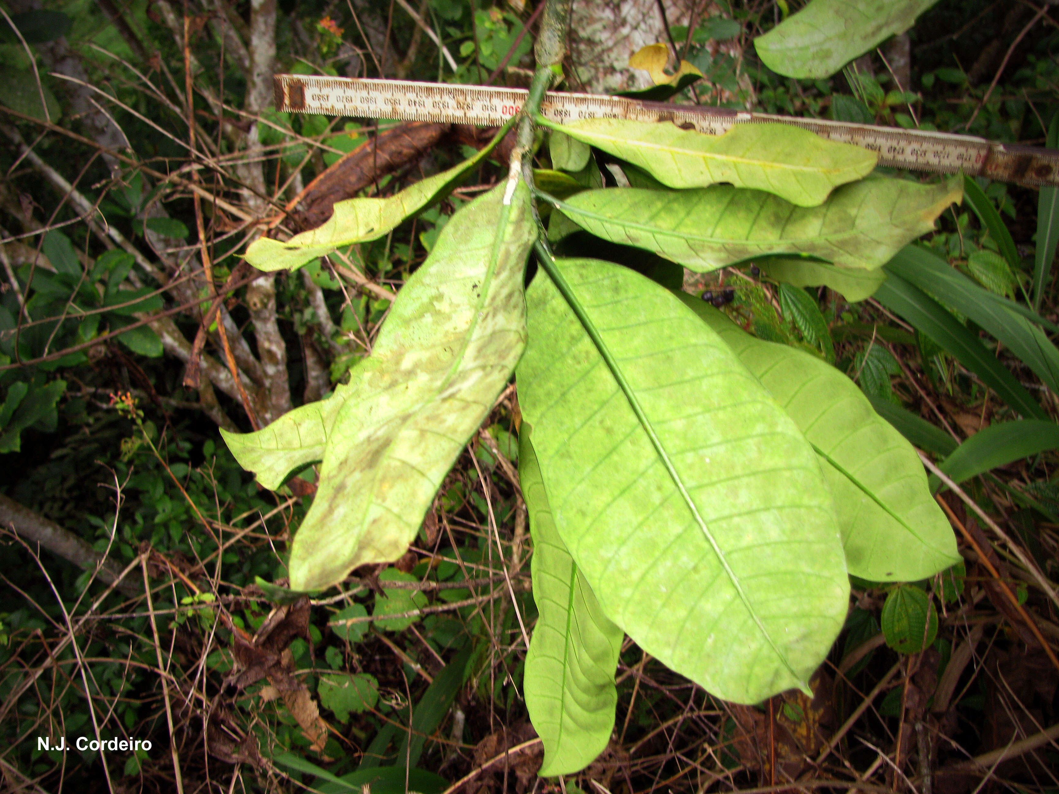 Imagem de Tabernaemontana pachysiphon Stapf