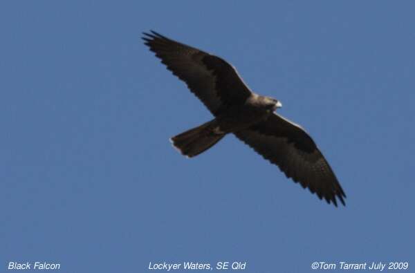 Image of Black Falcon