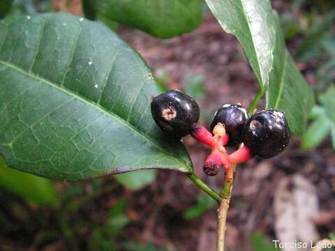 Image of Sorocea hilarii Gaud.