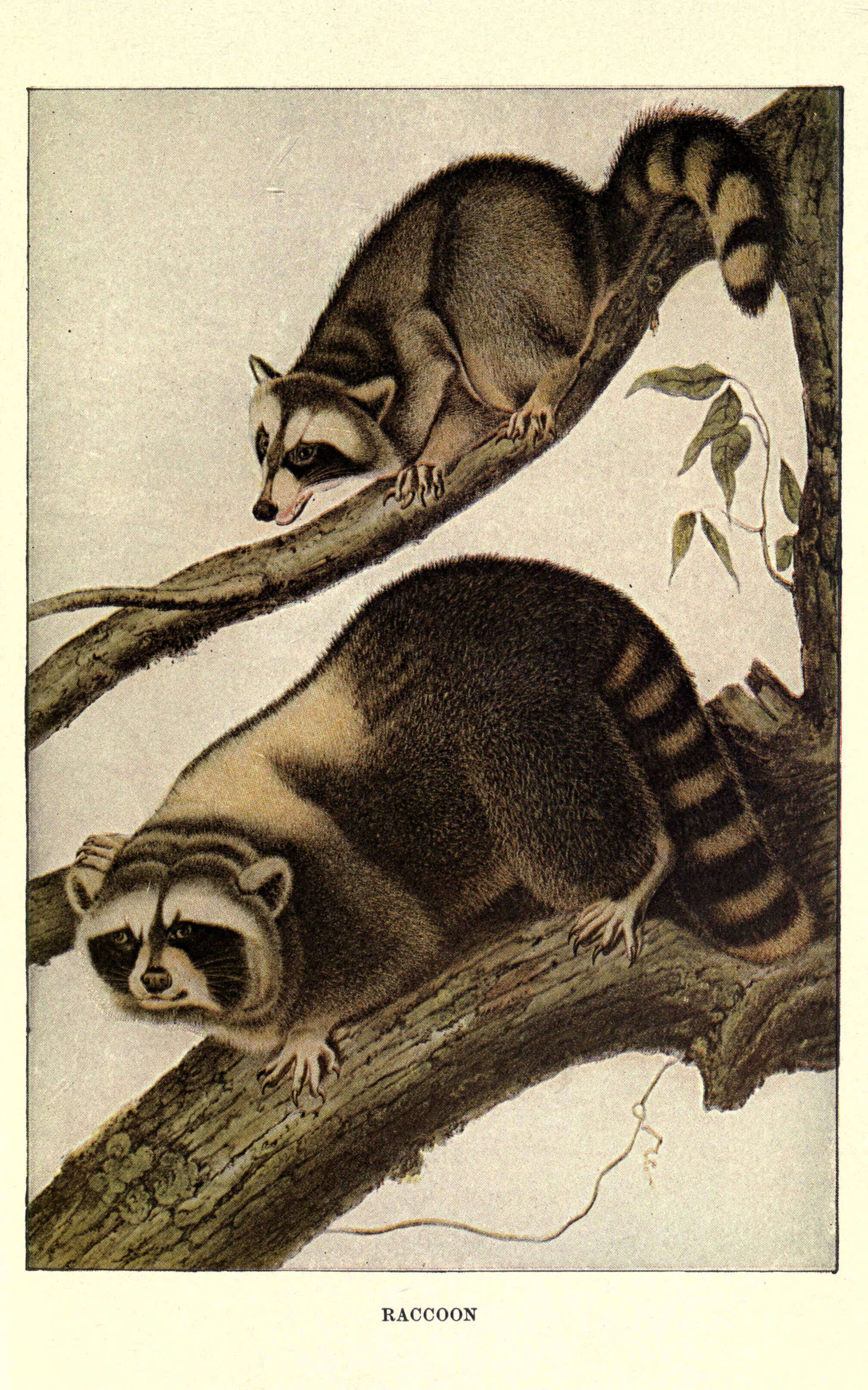 Image of Raccoons