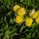 Image of Calceolaria dentata Ruiz & Pav.