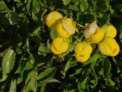 Image of Calceolaria dentata Ruiz & Pav.