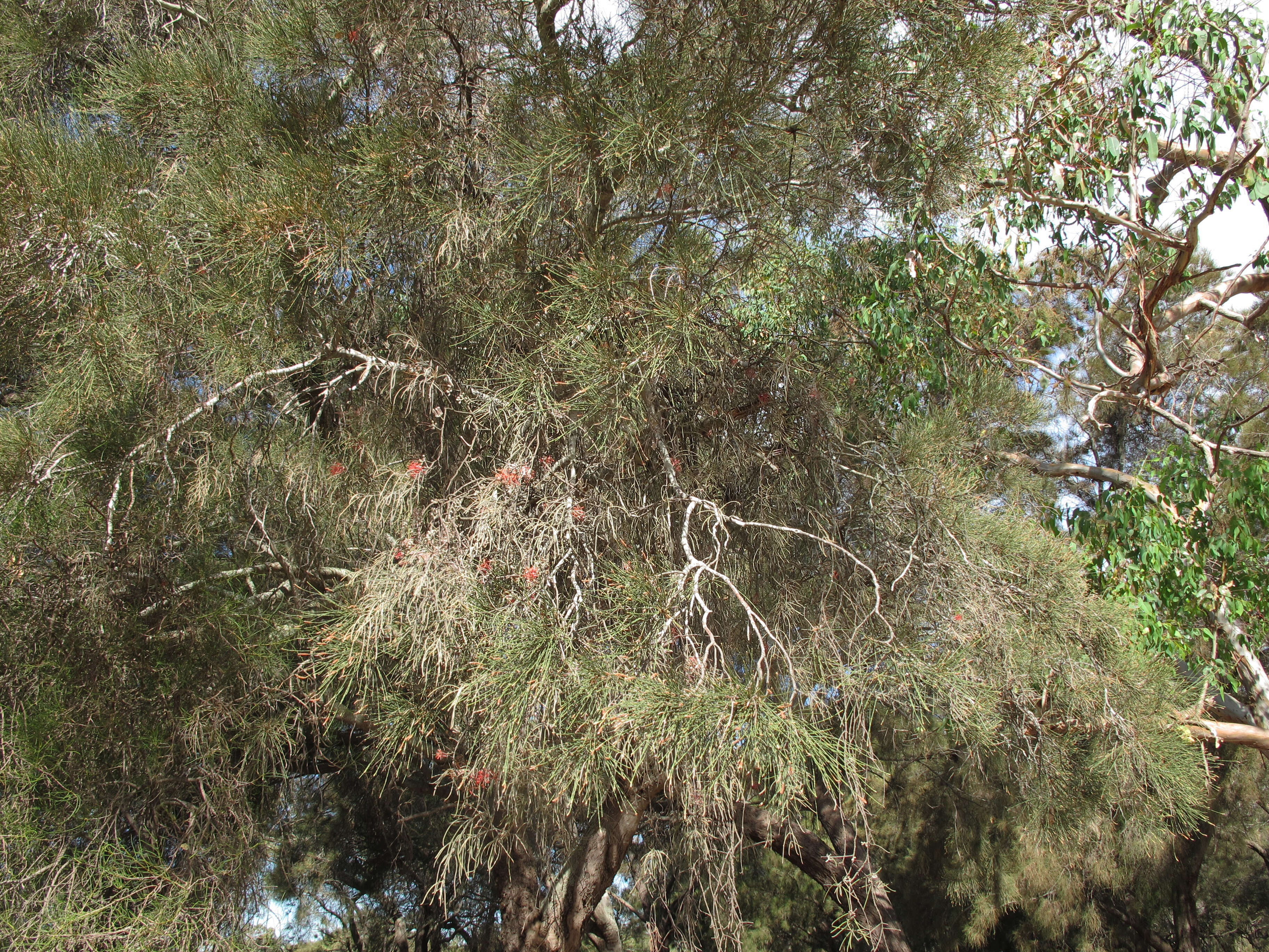 Image of Amyema linophylla (Fenzl) Tieghem