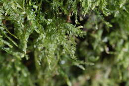 Image of thamnobryum moss