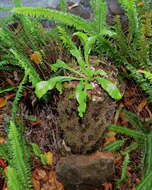 Image of spleenwort