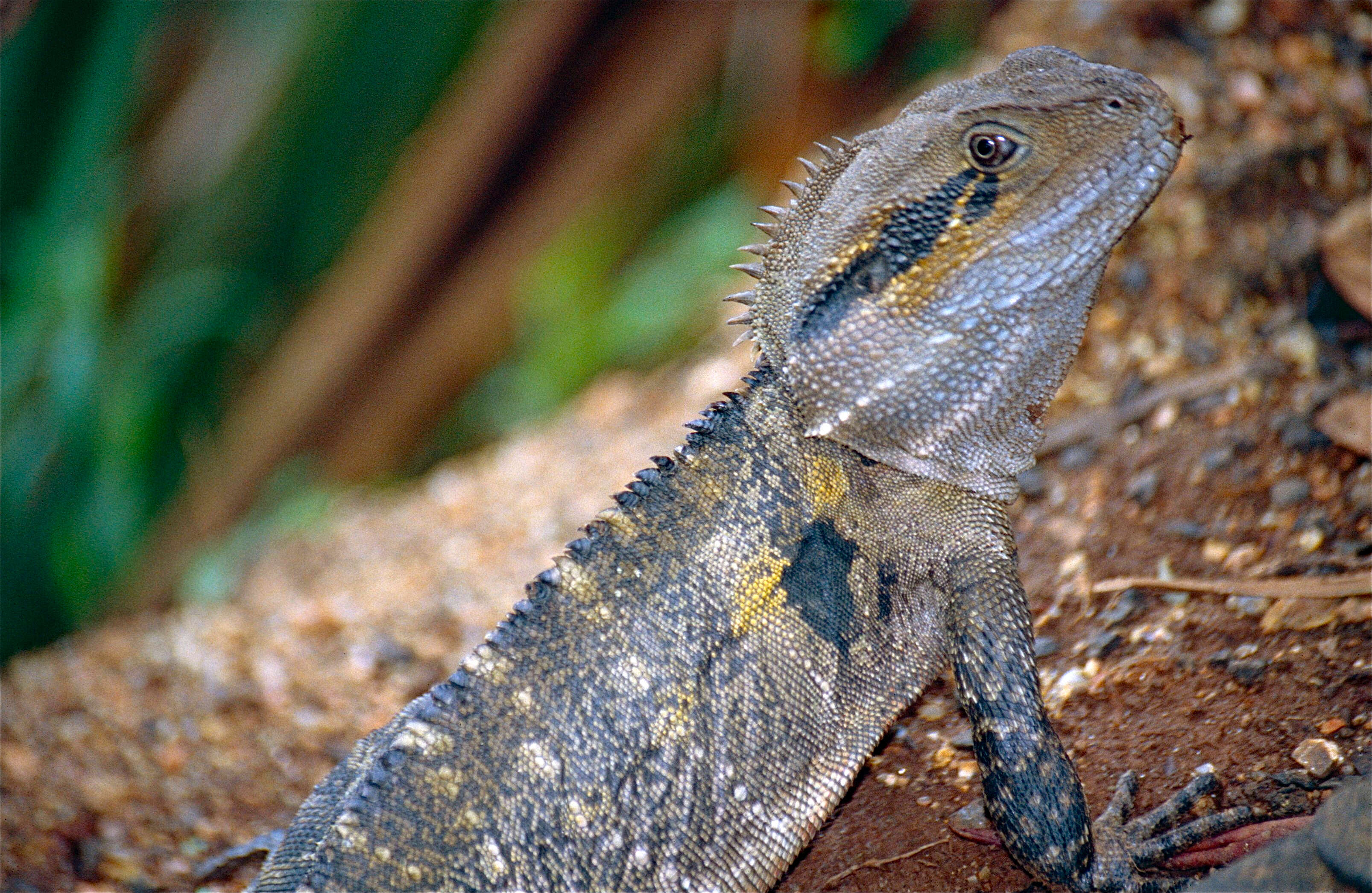 Physignathus resmi