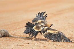 Image of Wedge-tailed Eagle