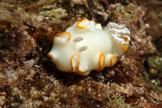 Image of Ardeadoris egretta Rudman 1984