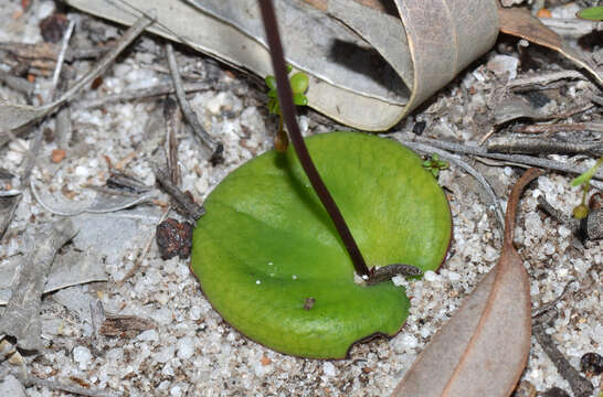 Image de Drakaea gracilis Hopper & A. P. Br.