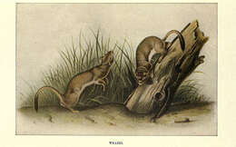 Image of Grisons, Honey Badger, Martens, Tayra, Weasels